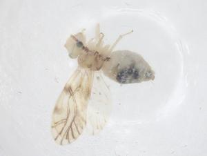  ( - CBG-B21572-E10)  @11 [ ] CreativeCommons - Attribution Share - Alike (2025) Centre for Biodiversity Genomics Centre for Biodiversity Genomics