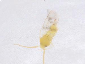  ( - CBG-B21648-F02)  @11 [ ] CreativeCommons - Attribution Share - Alike (2025) Centre for Biodiversity Genomics Centre for Biodiversity Genomics