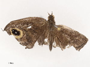  ( - CBG-B22919-A07)  @11 [ ] CreativeCommons - Attribution Share - Alike (2025) CBG Photography Group Centre for Biodiversity Genomics