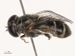  ( - CBG-B22921-C04)  @11 [ ] CreativeCommons - Attribution Share - Alike (2025) CBG Photography Group Centre for Biodiversity Genomics