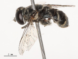  ( - CBG-B22925-C02)  @11 [ ] CreativeCommons - Attribution Share - Alike (2025) CBG Photography Group Centre for Biodiversity Genomics