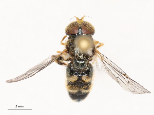  ( - CBG-B22925-E02)  @11 [ ] CreativeCommons - Attribution Share - Alike (2025) CBG Photography Group Centre for Biodiversity Genomics