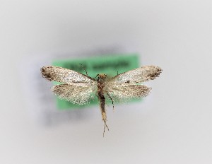  (Tinea laurisilvaella - 0001PF)  @11 [ ] CreativeCommons - Attribution Non-Commercial Share-Alike (2018) Per Falck Zoologisk Museum, Copenhagen