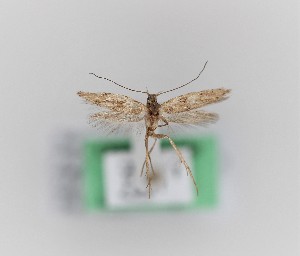  ( - 0025PF)  @11 [ ] CreativeCommons - Attribution Non-Commercial Share-Alike (2018) Per Falck Zoologisk Museum, Copenhagen