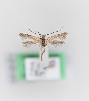  (Chersogenes fuerteventurae - 0026PF)  @11 [ ] CreativeCommons - Attribution Non-Commercial Share-Alike (2018) Per Falck Zoologisk Museum, Copenhagen