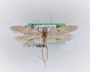  ( - 0031PF)  @11 [ ] CreativeCommons - Attribution Non-Commercial Share-Alike (2018) Per Falck Zoologisk Museum, Copenhagen