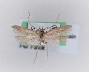  ( - 0032PF)  @11 [ ] CreativeCommons - Attribution Non-Commercial Share-Alike (2018) Per Falck Zoologisk Museum, Copenhagen