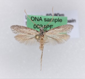  (Chersogenes indistincta - 0034PF)  @11 [ ] CreativeCommons - Attribution Non-Commercial Share-Alike (2018) Per Falck Zoologisk Museum, Copenhagen