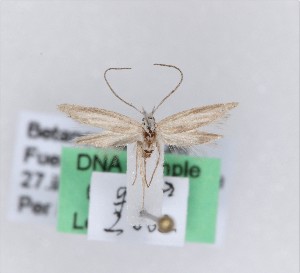  (Chersogenes coxi - 0035PF)  @11 [ ] CreativeCommons - Attribution Non-Commercial Share-Alike (2018) Per Falck Zoologisk Museum, Copenhagen