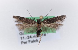  ( - 0074PF)  @11 [ ] CreativeCommons - Attribution Non-Commercial Share-Alike (2018) Per Falck Zoologisk Museum, Copenhagen