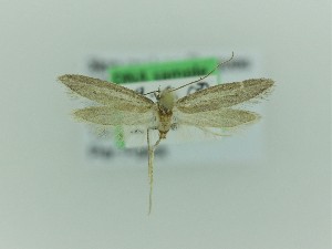  ( - 0154PF)  @11 [ ] CreativeCommons - Attribution Non-Commercial Share-Alike (2018) Per Falck Zoologisk Museum Copenhagen