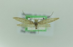  (Chersogenes subextricata - 0155PF)  @11 [ ] CreativeCommons - Attribution Non-Commercial Share-Alike (2018) Per Falck Zoologisk Museum Copenhagen