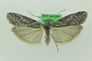  ( - 0190PF)  @11 [ ] CreativeCommons - Attribution Non-Commercial Share-Alike (2018) Per Falck Zoologisk Museum Copenhagen