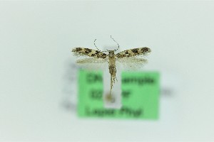  ( - 0200PF)  @11 [ ] CreativeCommons - Attribution Non-Commercial Share-Alike (2018) Per Falck Zoologisk Museum