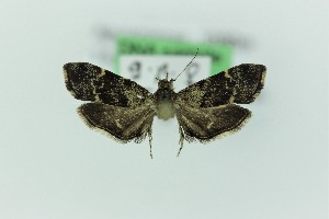  ( - 0279PF)  @11 [ ] CreativeCommons - Attribution Non-Commercial Share-Alike (2018) Per Falck Zoologisk Museum