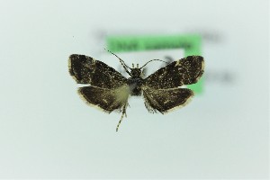  ( - 0282PF)  @11 [ ] CreativeCommons - Attribution Non-Commercial Share-Alike (2018) Per Falck Zoologisk Museum