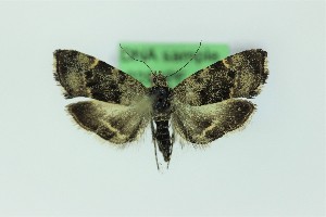  ( - 0284PF)  @11 [ ] CreativeCommons - Attribution Non-Commercial Share-Alike (2018) Per Falck Zoologisk Museum