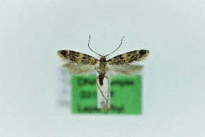  ( - 0318PF)  @11 [ ] CreativeCommons - Attribution Non-Commercial Share-Alike (2018) Per Falck Zoological Museum Copenhagen