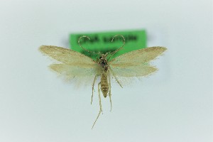  (Chersogenes canariensis - 0323PF)  @11 [ ] CreativeCommons - Attribution Non-Commercial Share-Alike (2018) Per Falck Zoological Museum Copenhagen