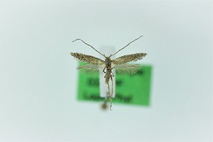  ( - 0327PF)  @11 [ ] CreativeCommons - Attribution Non-Commercial Share-Alike (2018) Per Falck Zoological Museum Copenhagen