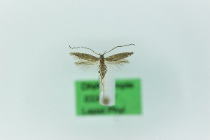  (Chersogenes lanzarotae - 0330PF)  @11 [ ] CreativeCommons - Attribution Non-Commercial Share-Alike (2018) Per Falck Zoological Museum Copenhagen