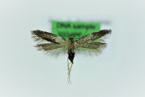  ( - 0334PF)  @11 [ ] CreativeCommons - Attribution Non-Commercial Share-Alike (2018) Per Falck Zoological Museum Copenhagen