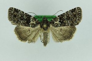  ( - 0572PF)  @11 [ ] by-nc-sa (2018) Per Falck Zoologisk Museum Copenhagen