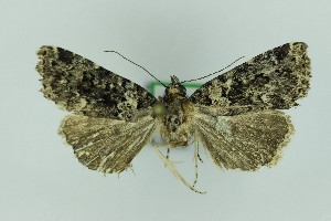  ( - 0573PF)  @11 [ ] by-nc-sa (2018) Per Falck Zoologisk Museum Copenhagen