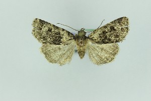  ( - 0574PF)  @11 [ ] by-nc-sa (2018) Per Falck Zoologisk Museum Copenhagen