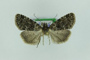  ( - 0575PF)  @11 [ ] by-nc-sa (2018) Per Falck Zoologisk Museum Copenhagen