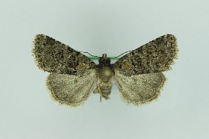  ( - 0576PF)  @11 [ ] by-nc-sa (2018) Per Falck Zoologisk Museum Copenhagen