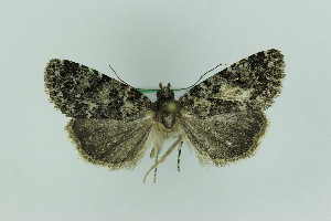  ( - 0577PF)  @11 [ ] by-nc-sa (2018) Per Falck Zoologisk Museum Copenhagen