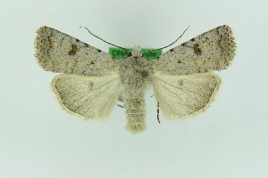  ( - 0588PF)  @11 [ ] by-nc-sa (2018) Per Falck Zoologisk Museum Copenhagen