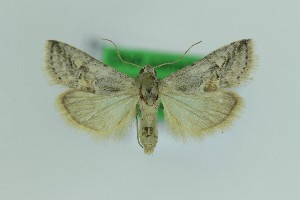  (Zebeeba orzolae - 0601PF)  @11 [ ] by-nc-sa (2018) Per Falck Zoologisk Museum Copenhagen