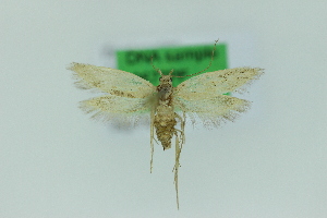  ( - 0677PF)  @11 [ ] by-nc-sa (2018) Per Falck Zoologisk Museum Copenhagen