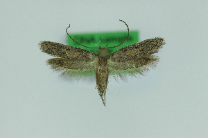  ( - 0683PF)  @11 [ ] by-nc-sa (2018) Per Falck Zoologisk Museum Copenhagen