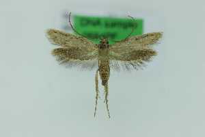  ( - 0684PF)  @11 [ ] by-nc-sa (2018) Per Falck Zoologisk Museum Copenhagen