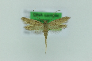  ( - 0688PF)  @11 [ ] by-nc-sa (2018) Per Falck Zoologisk Museum Copenhagen