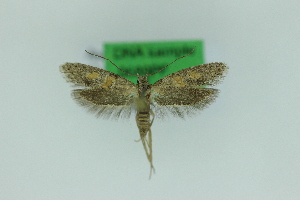  (Chersogenes eupracta - 0689PF)  @11 [ ] by-nc-sa (2018) Per Falck Zoologisk Museum Copenhagen