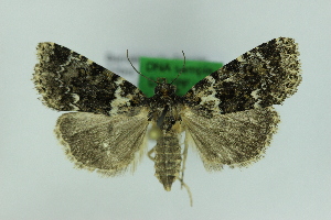  ( - 0757PF)  @11 [ ] by-nc-sa (2018) Per Falck Zoologisk Museum Copenhagen