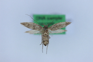  ( - 0812PF)  @11 [ ] by-nc-sa (2018) Per Falck Zoologisk Museum Copenhagen