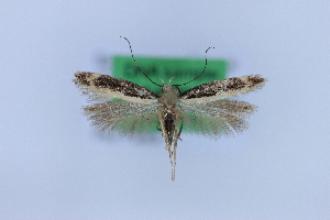  (Stomopteryx variabilis - 0840PF)  @11 [ ] by-nc-sa (2018) Per Falck Zoologisk Museum Copenhagen