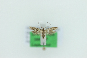  (Chersogenes hermiguae - 0868PF)  @11 [ ] by-nc-sa (2018) Per Falck Zoologisk Museum