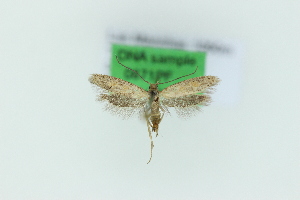  ( - 0871PF)  @11 [ ] by-nc-sa (2018) Per Falck Zoologisk Museum