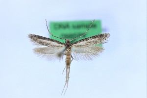  (Chersogenes gomerae - 0985PF)  @11 [ ] by-nc-sa (2018) Per Falck Zoologisk Museum Copenhagen