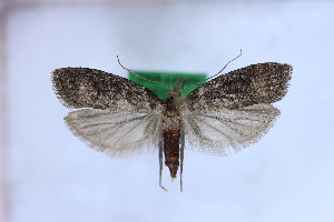  (Carposina gigantella - 1051PF)  @11 [ ] by-nc-sa (2018) Per Falck Zoologisk Museum Copenhagen