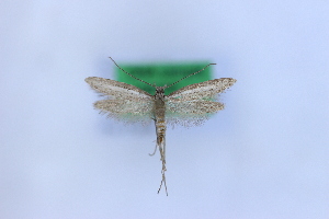  ( - 1061PF)  @11 [ ] by-nc-sa (2018) Per Falck Zoologisk Museum Copenhagen