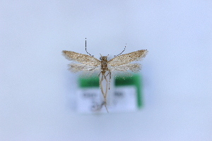  ( - 1062PF)  @11 [ ] by-nc-sa (2018) Per Falck Zoologisk Museum Copenhagen