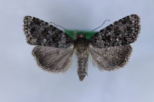  ( - 1131PF)  @11 [ ] by-nc-sa (2018) Per Falck Zoologisk Museum Copenhagen