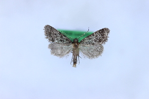  ( - 1135PF)  @11 [ ] by-nc-sa (2018) Per Falck Zoologisk Museum Copenhagen